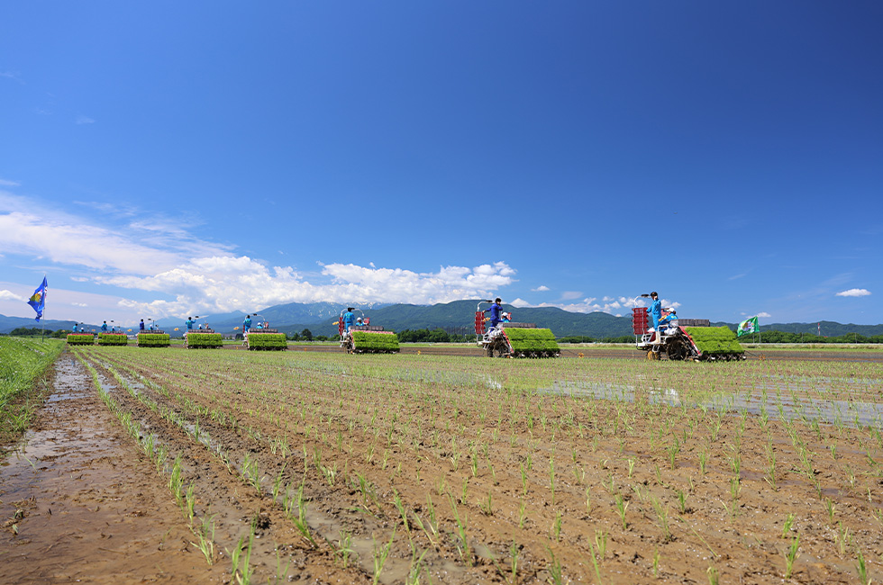 令和8年6月12日 田植えを行い340町歩を完了させました。